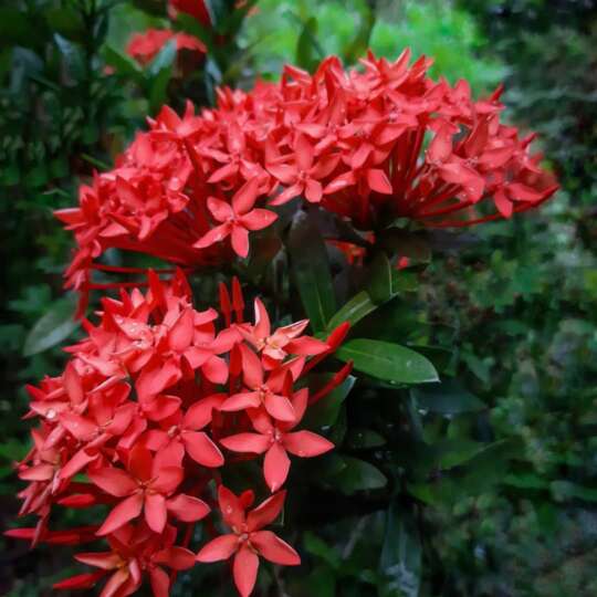 Mini Ixora - Nature Nursery - Central India's Biggest Nursery In Indore