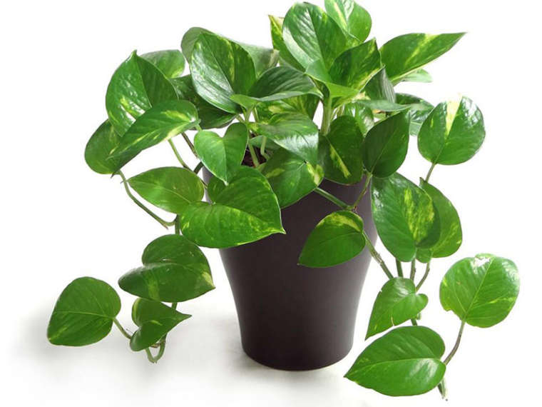 What Is The Other Name For Money Plant