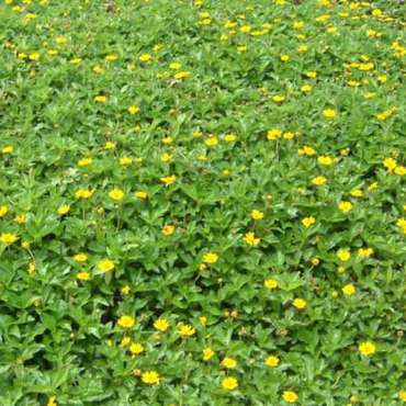 Ground Cover Archives - Nature Nursery - Central India's Biggest