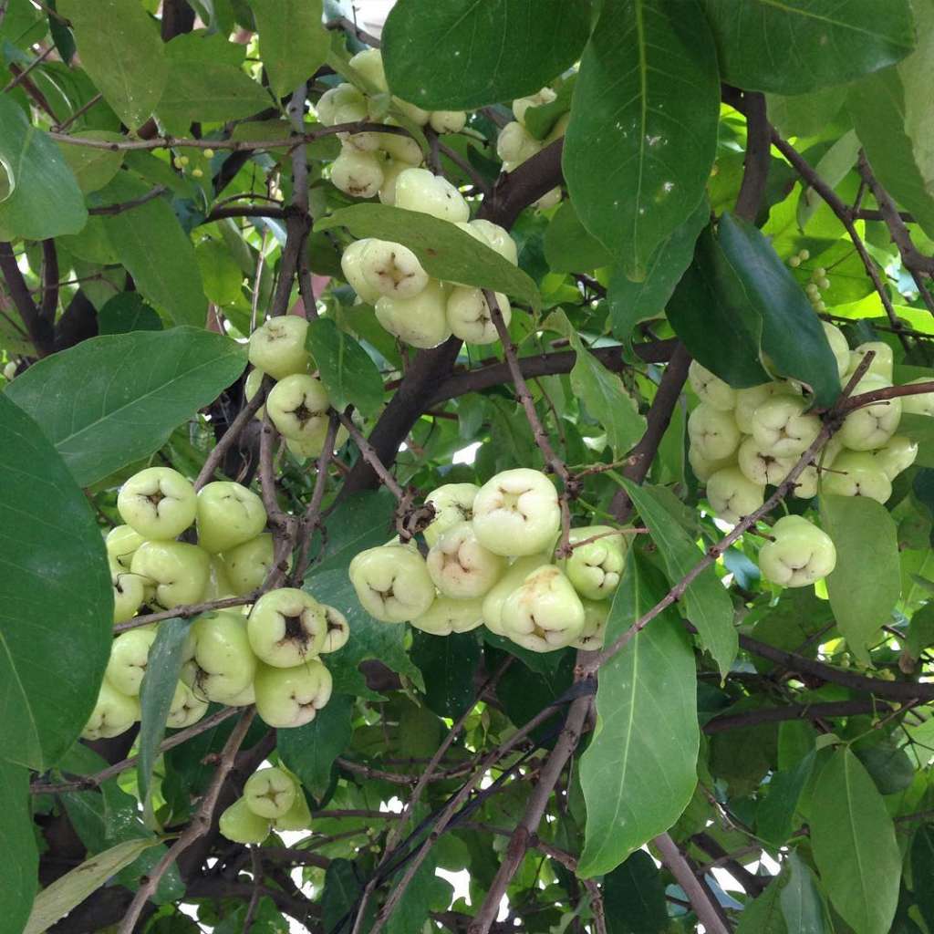 water-apple-tree-nature-nursery-central-india-s-biggest-nursery-in