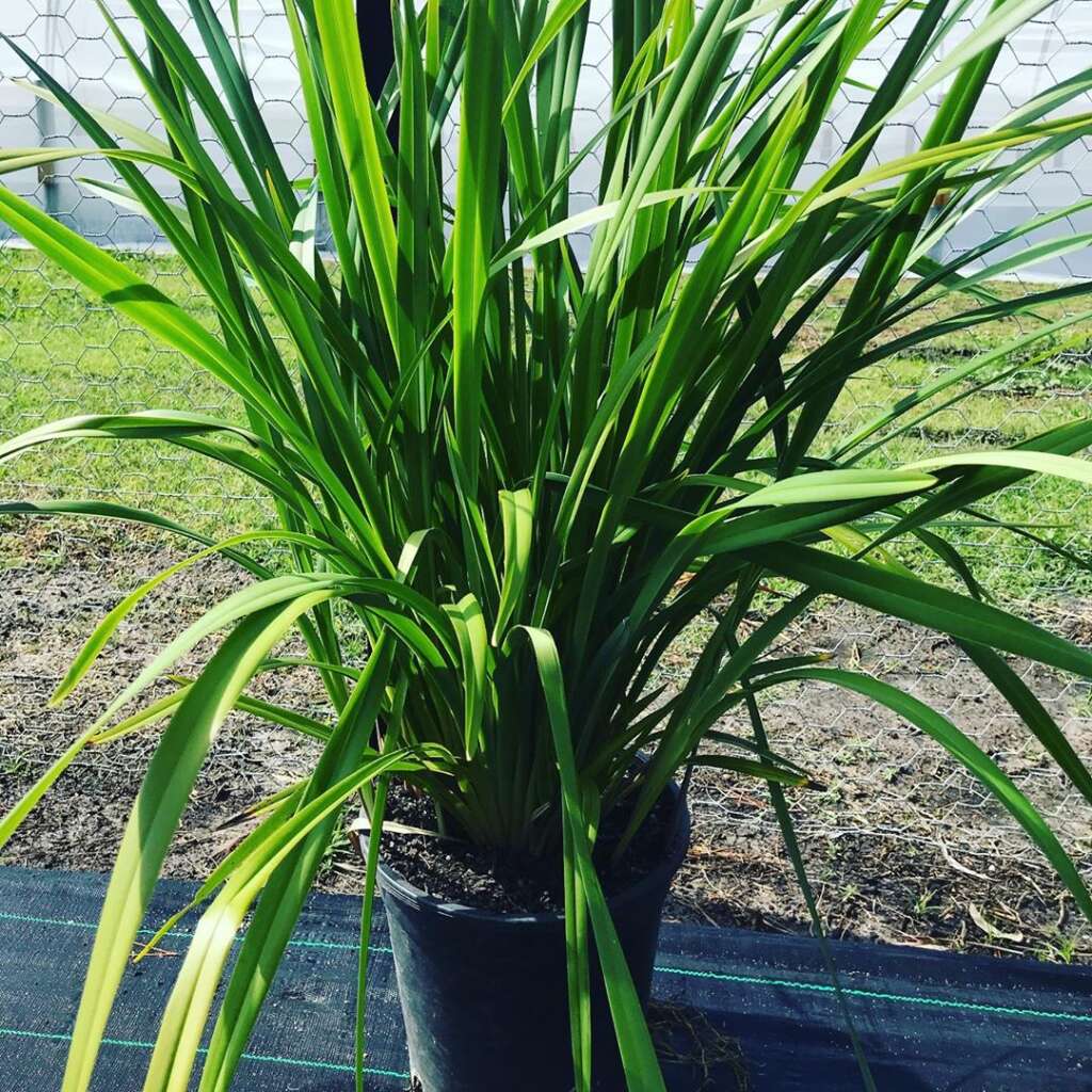 Dianella Grass - Nature Nursery - Central India's Biggest Nursery in Indore