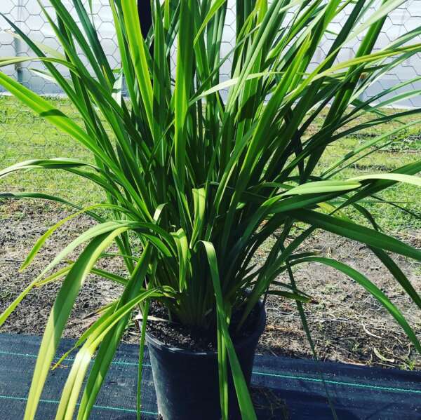 Dianella Grass - Nature Nursery - Central India's Biggest Nursery in Indore