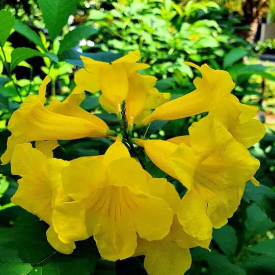 Tecoma, Goudichoudi (Yellow) - Nature Nursery - Central India's Biggest ...