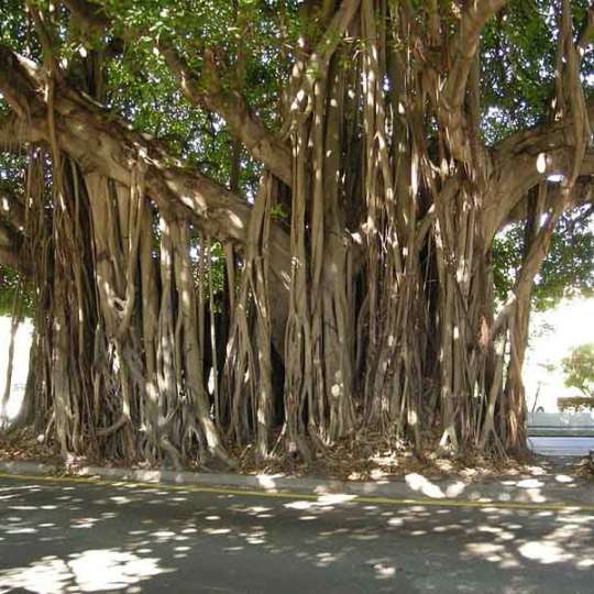 Ficus Benghalsis (Bargad) - Nature Nursery - Central India's Biggest ...