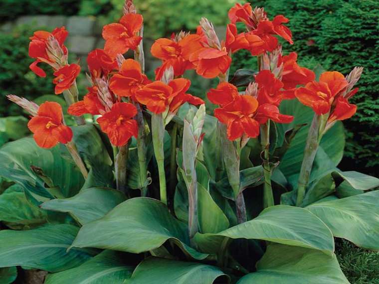 Canna Flower In Hindi