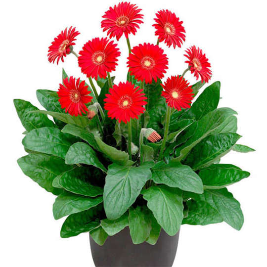 Gerberas - Nature Nursery - Central India's Biggest Nursery in Indore