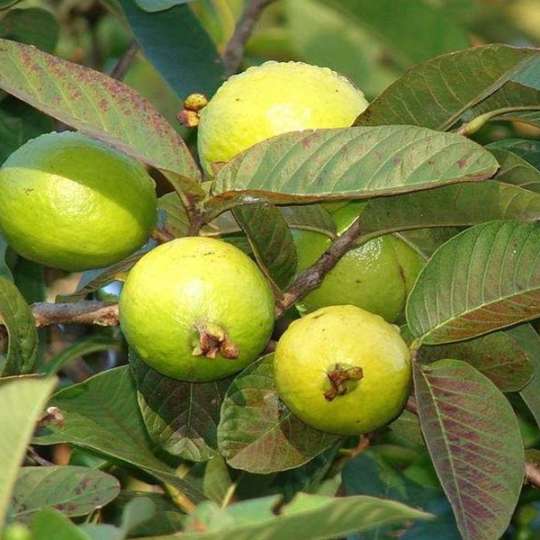 Guava - Nature Nursery - Central India's Biggest Nursery in Indore