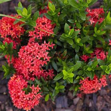 Mini iXora - Nature Nursery - Central India's Biggest Nursery in Indore