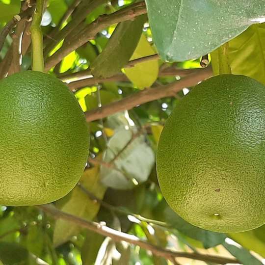 CHAKOTRA POMELO TREE - Nature Nursery - Central India's Biggest Nursery ...