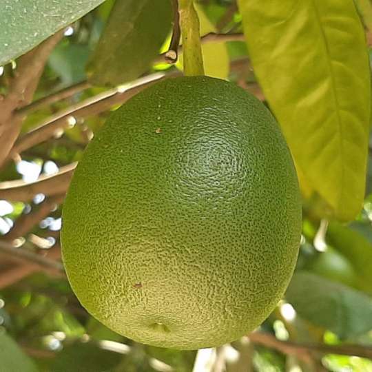 CHAKOTRA POMELO TREE - Nature Nursery - Central India's Biggest Nursery ...