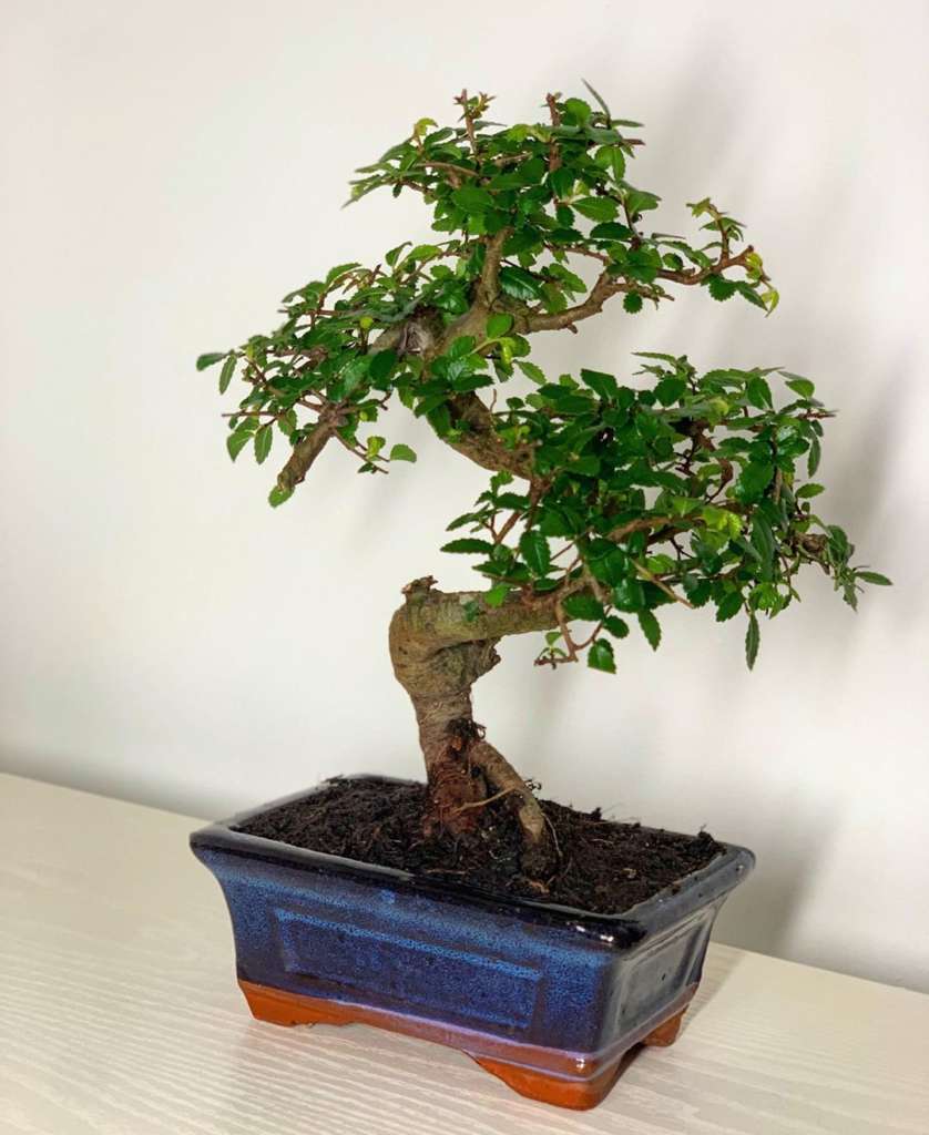 Chinese Elm - Nature Nursery - Central India's Biggest Nursery in Indore