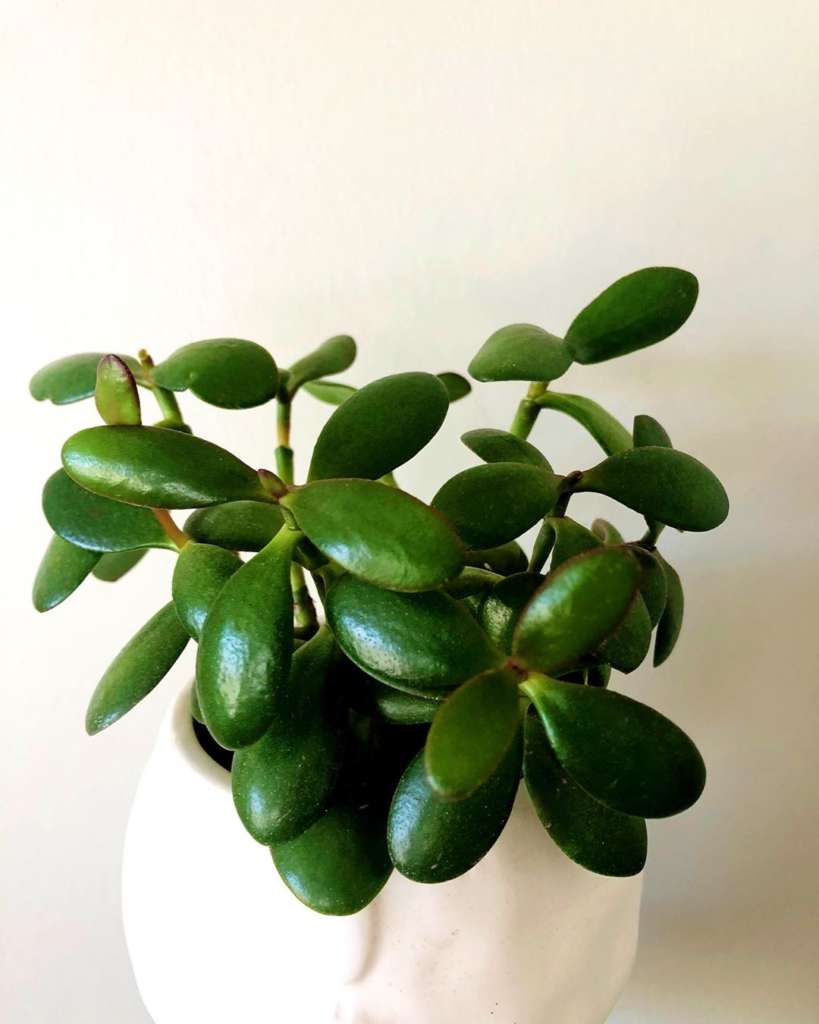 Crassula Ovata - Nature Nursery - Central India's Biggest Nursery in Indore