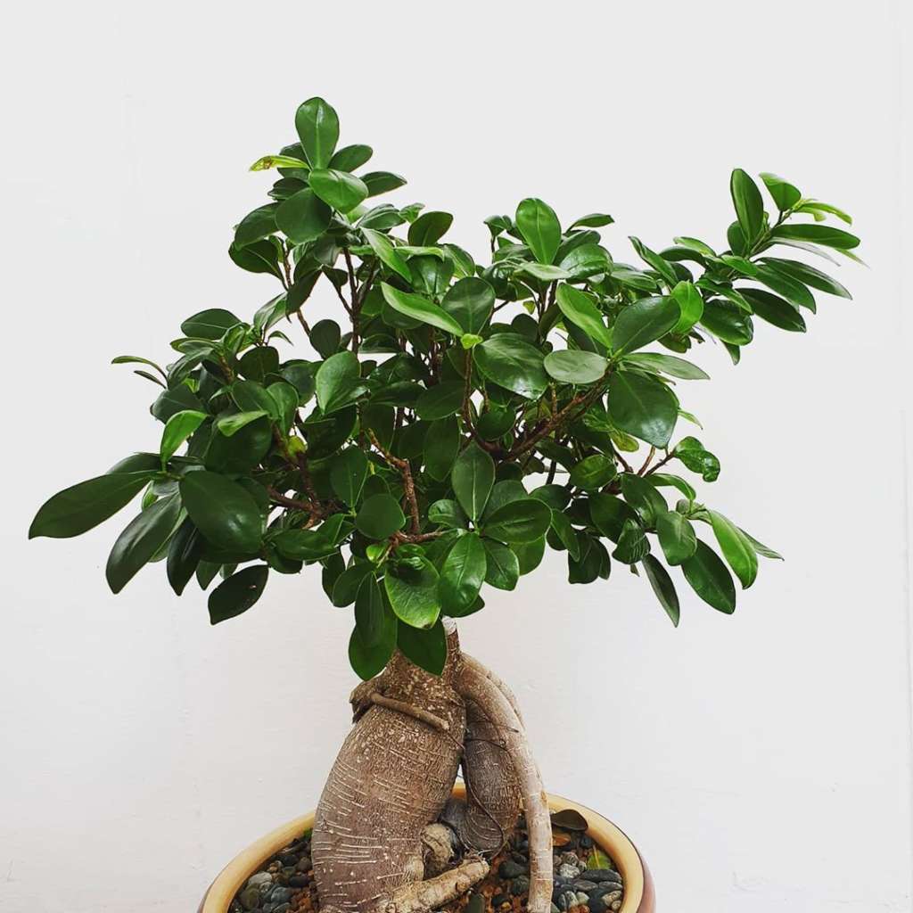 Ficus Microcarpa Small - Nature Nursery - Central India's Biggest ...