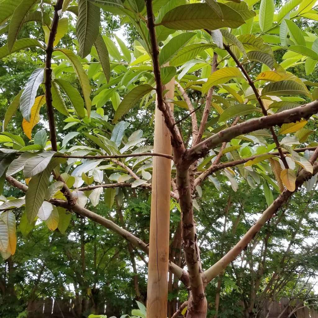 Vietnamese Giant Guava Tree