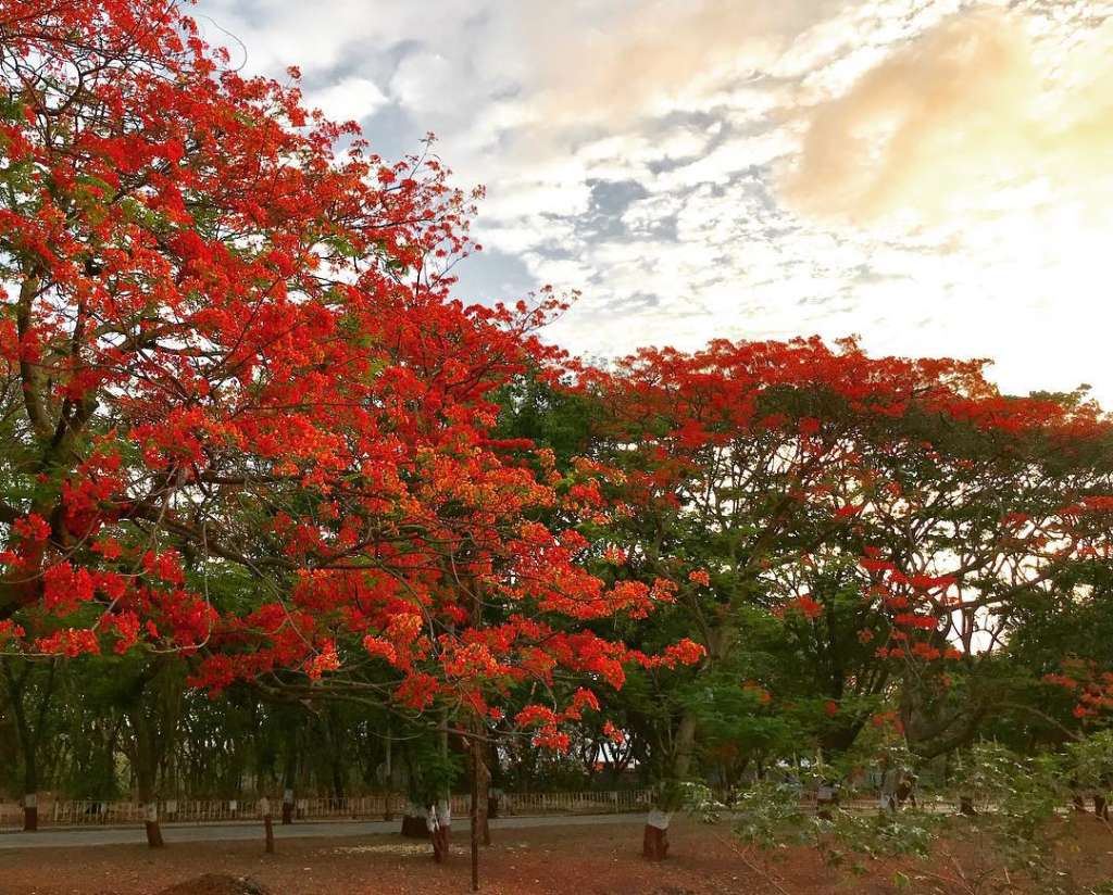 GULMOHAR - Nature Nursery - Central India's Biggest Nursery in Indore