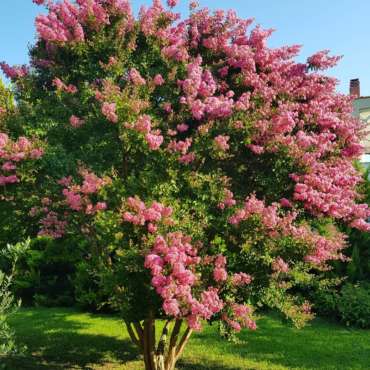 LAGERSTROEMIA SPECIOSA - Nature Nursery - Central India's Biggest ...