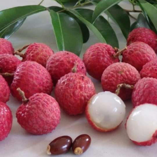 LYCHEE TREE - Nature Nursery - Central India's Biggest Nursery in Indore