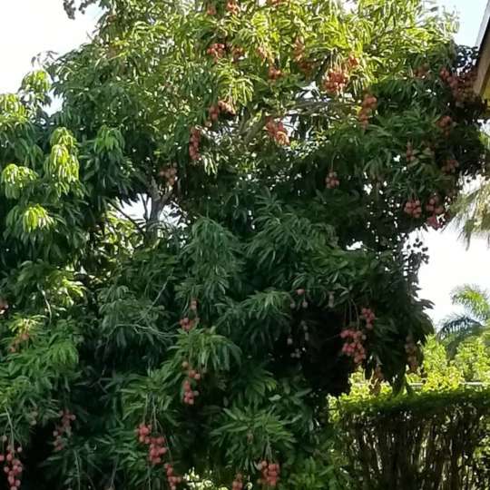 LYCHEE TREE - Nature Nursery - Central India's Biggest Nursery in Indore