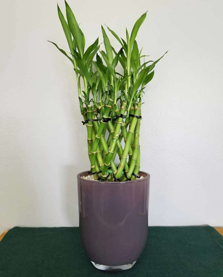 lucky bamboo dracaena sanderiana        
        <figure class=