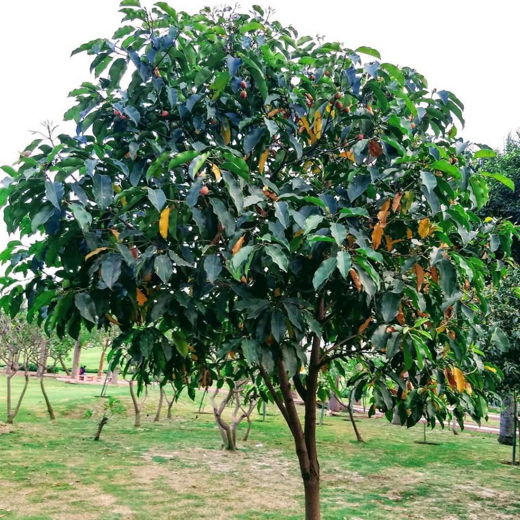 MAULSARI TREE - Nature Nursery - Central India's Biggest Nursery in Indore