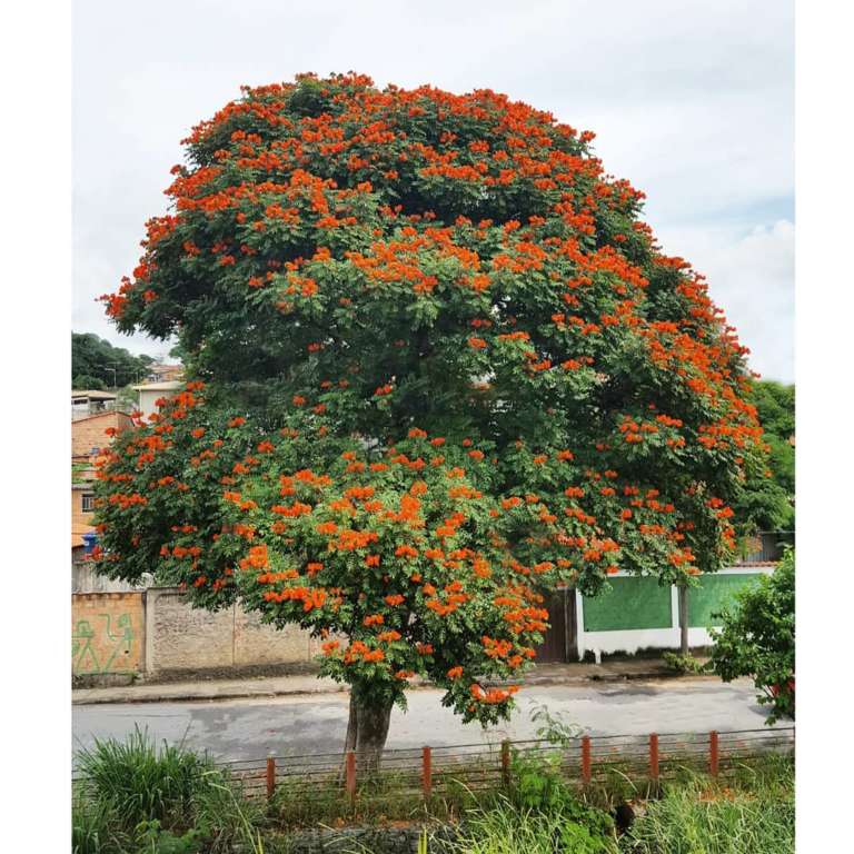 SPATHODEA CAMPANULATA - Nature Nursery - Central India's Biggest ...