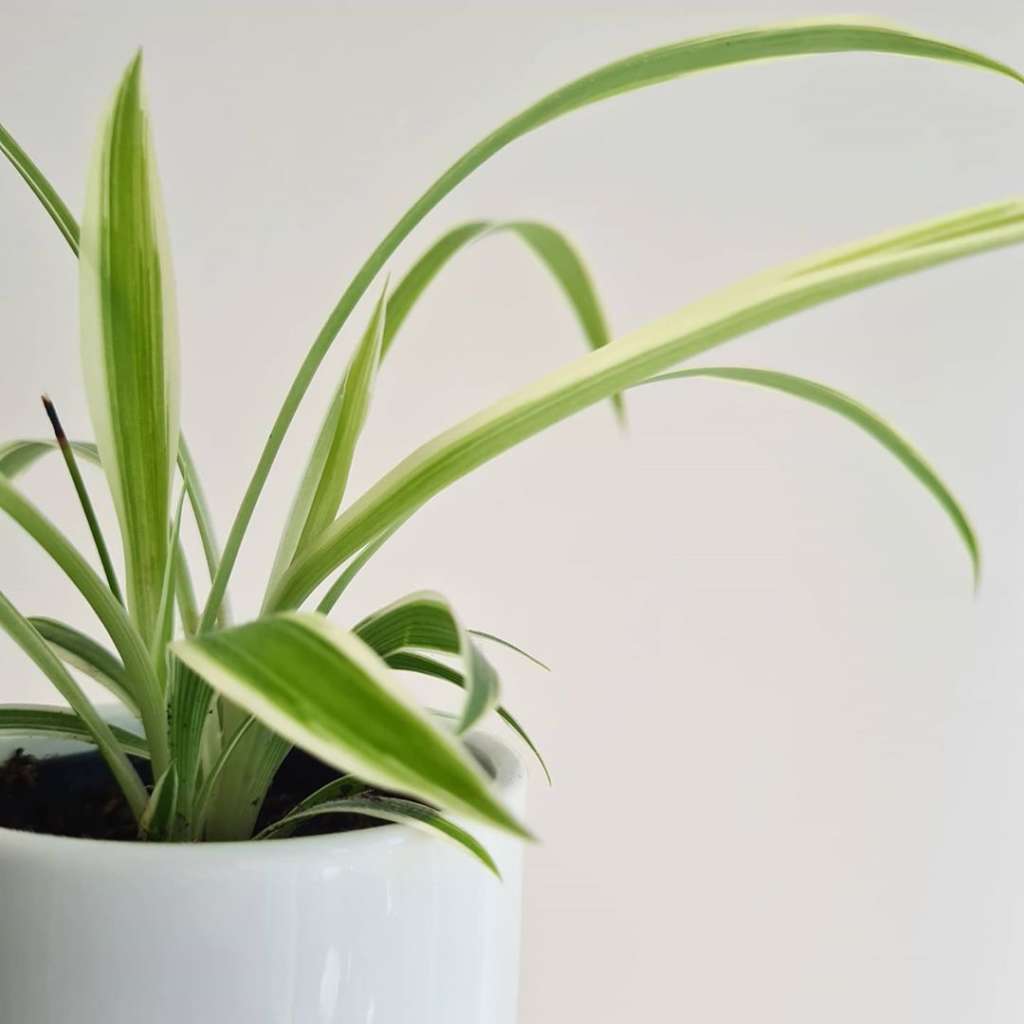 Spider Plant (Chlorophytum) - Nature Nursery - Central India's Biggest ...