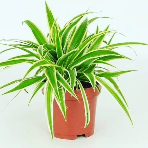 Spider Plant Chlorophytum Nature Nursery Central India S Biggest Nursery In Indore